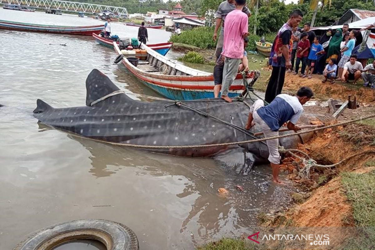 Whale shark  stranded in waters of Pesisir Selatan