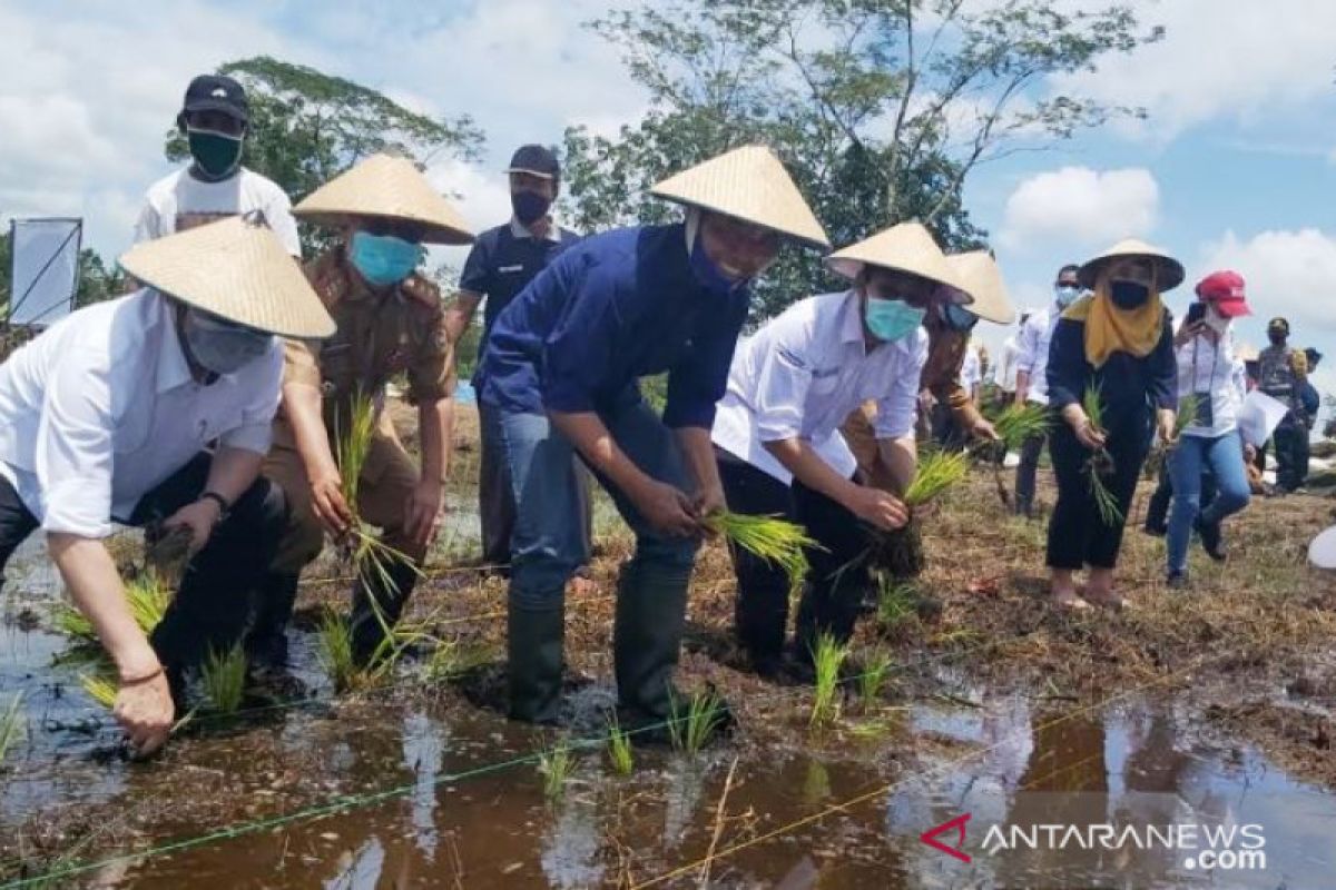 BRG gelontorkan Rp13,6 miliar revitalisasi lahan pertanian di Kalteng