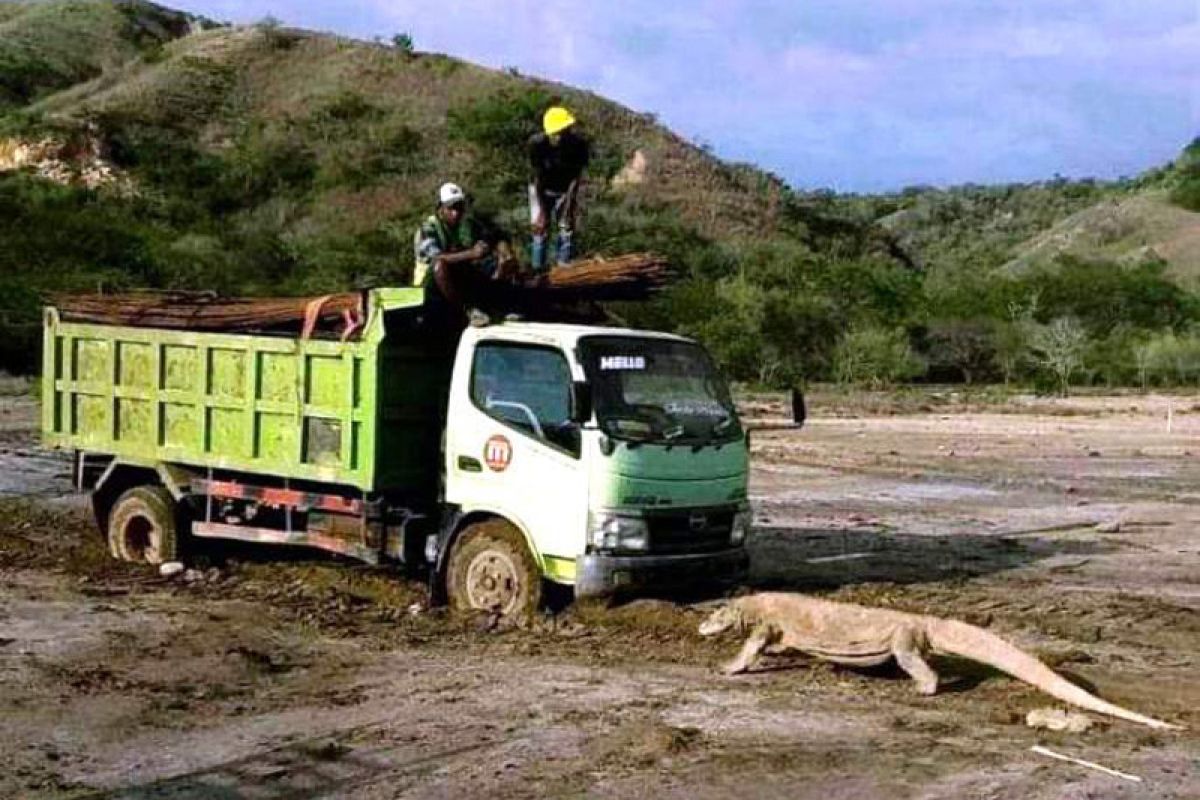 DPR soroti foto viral komodo "menghadang" truk di pulau rinca