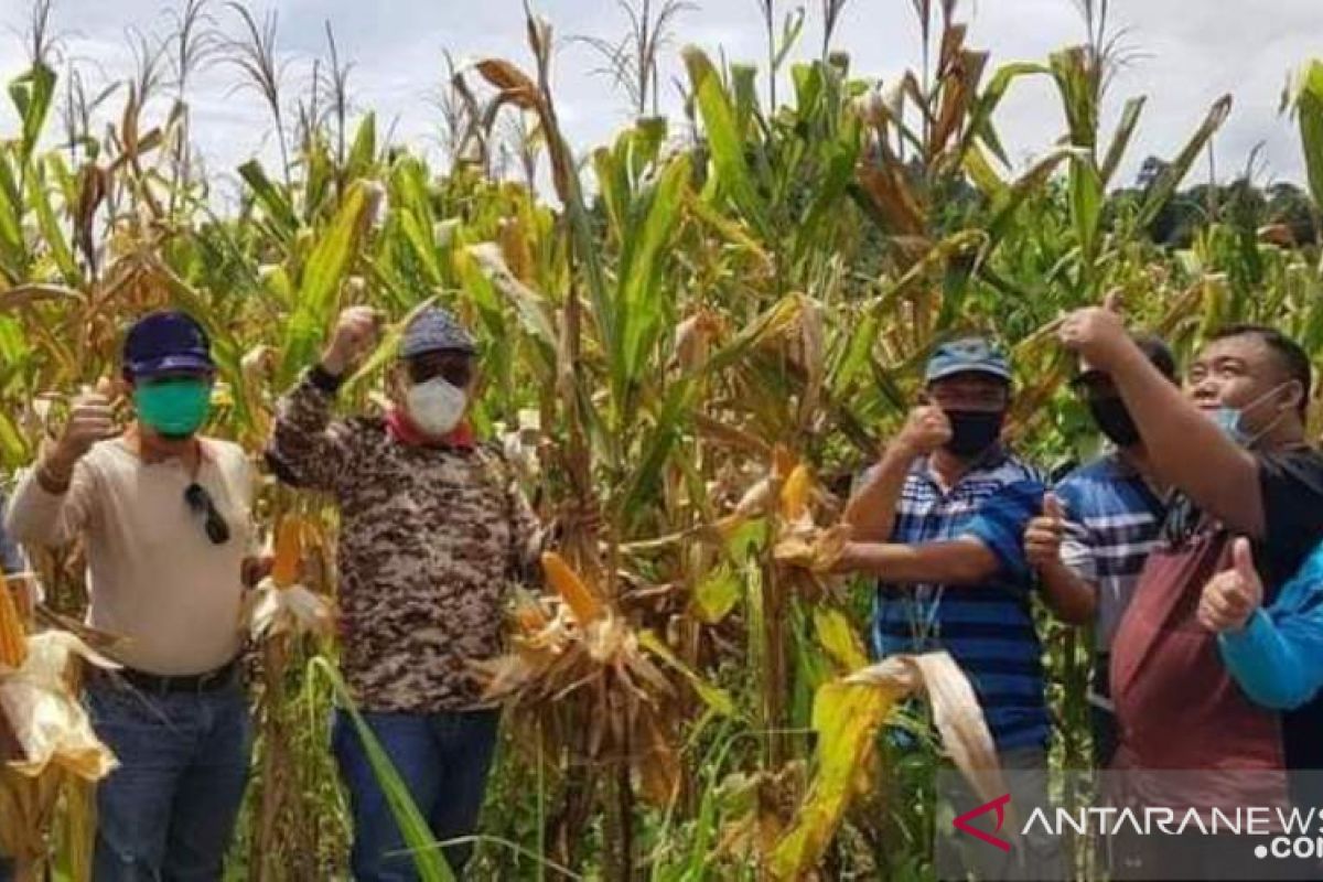 Pemkab Buol percepat pemulihan petani-UMKM  untuk perbaikan ekonomi