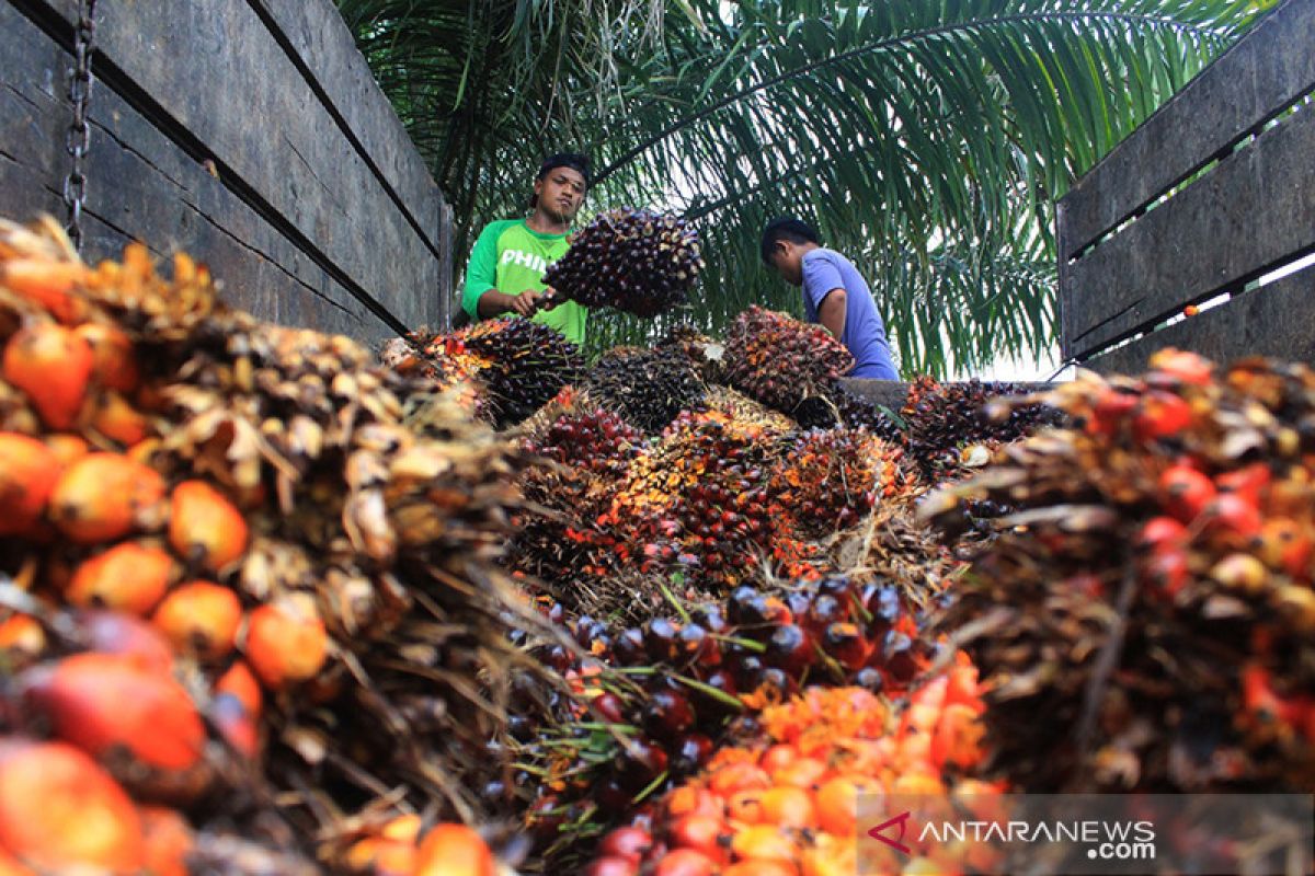 Sawit jadi kekuatan Riau untuk capai penerimaan pajak