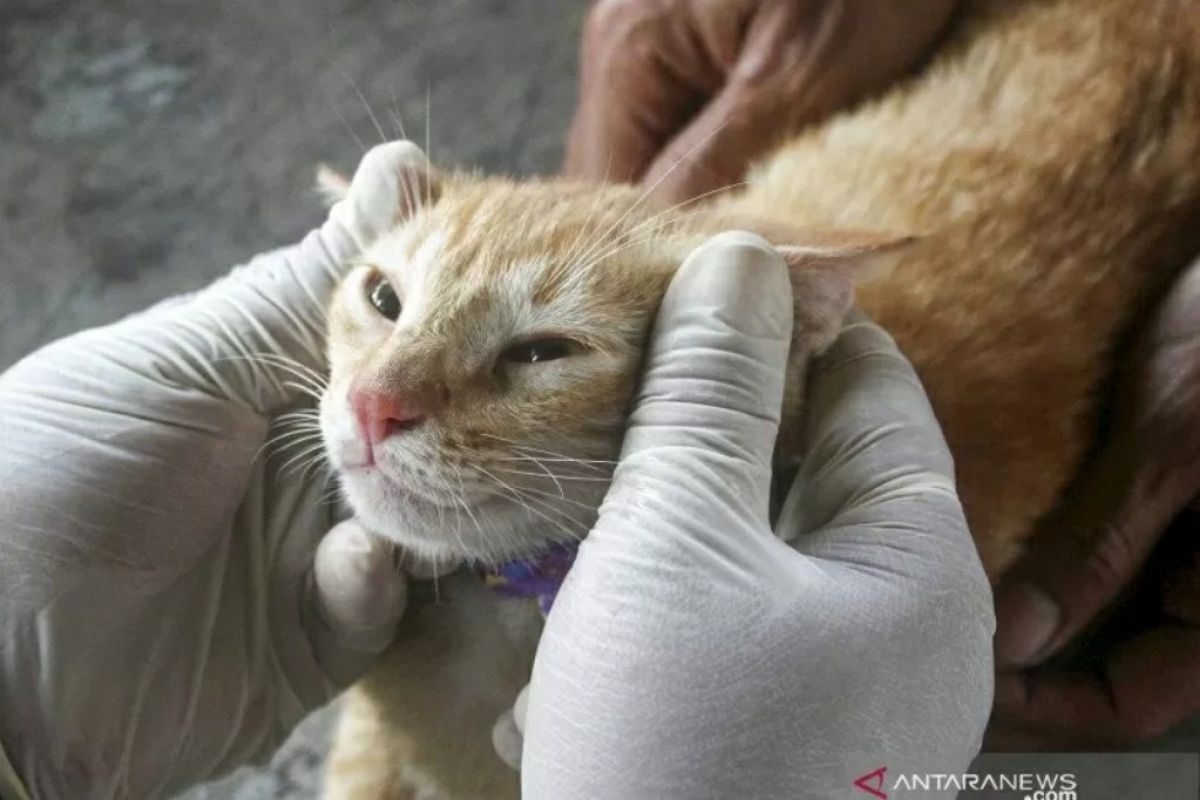 Viral! Oknum Brimob banting anak kucing ke parit