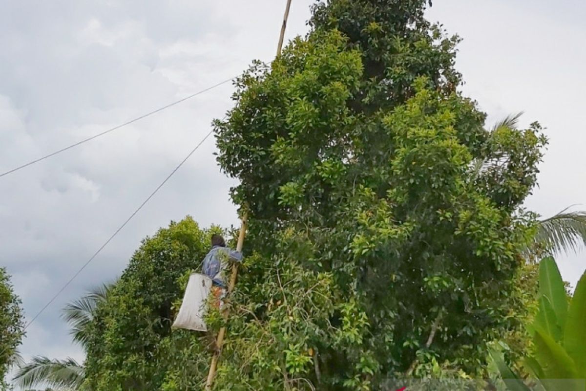 Distan Parimo mengusulkan bantuan alat perontok cengkeh bagi petani