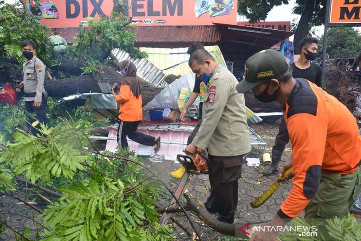 Sejumlah pohon di Banyumas tumbang diterjang angin kencang