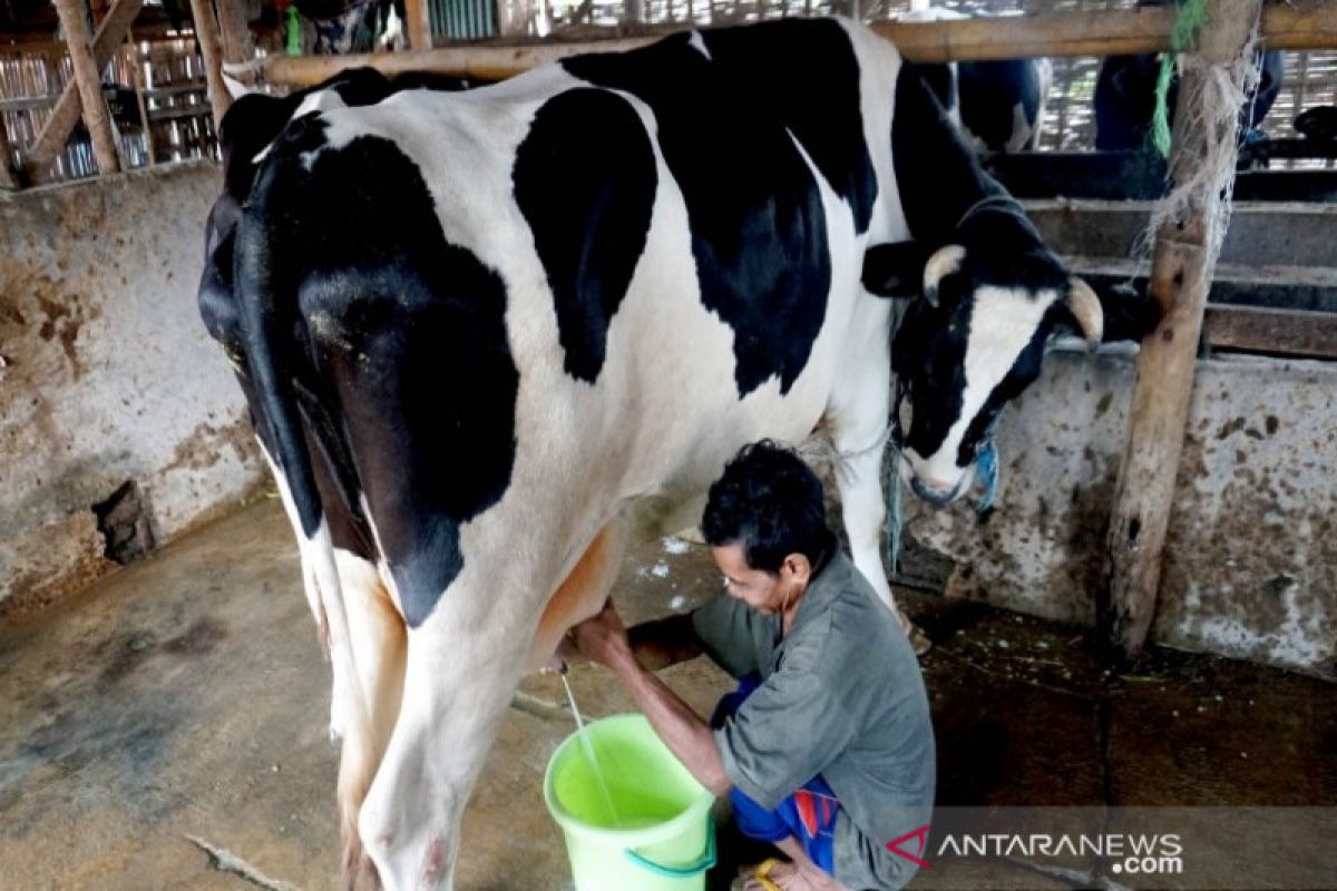 Peternak di Pekalongan didorong ikut asuransi usaha ternak sapi