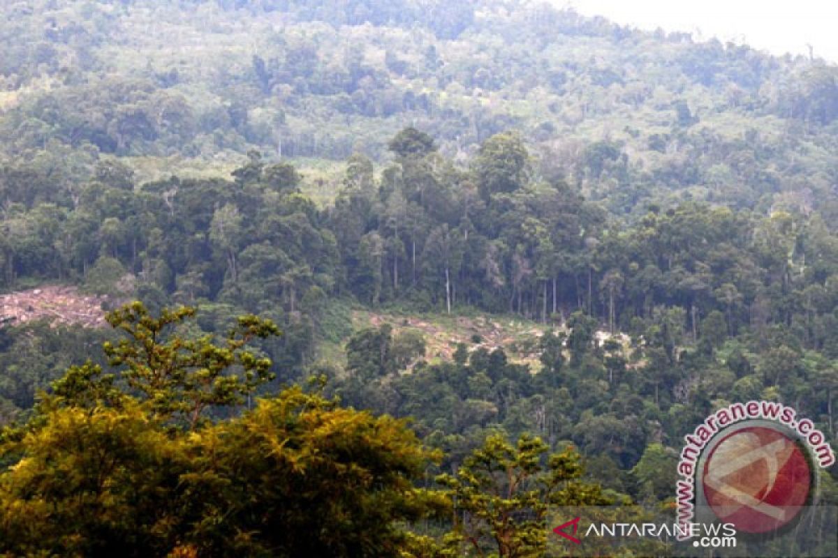 Dishut Sulawesi Tenggara bantu usaha kerajinan KTH Samparona