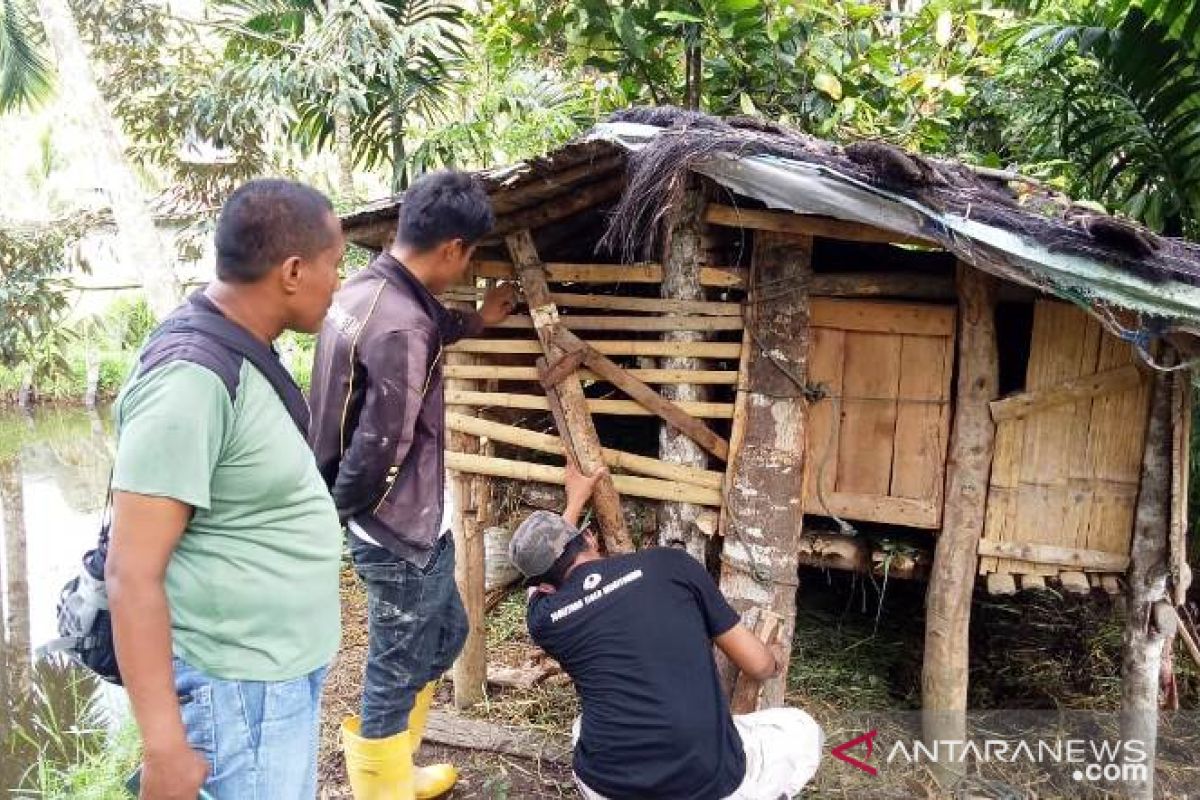 Macan dahan masuk kampung, tiga ekor kambing warga Paraman Agam dimangsa