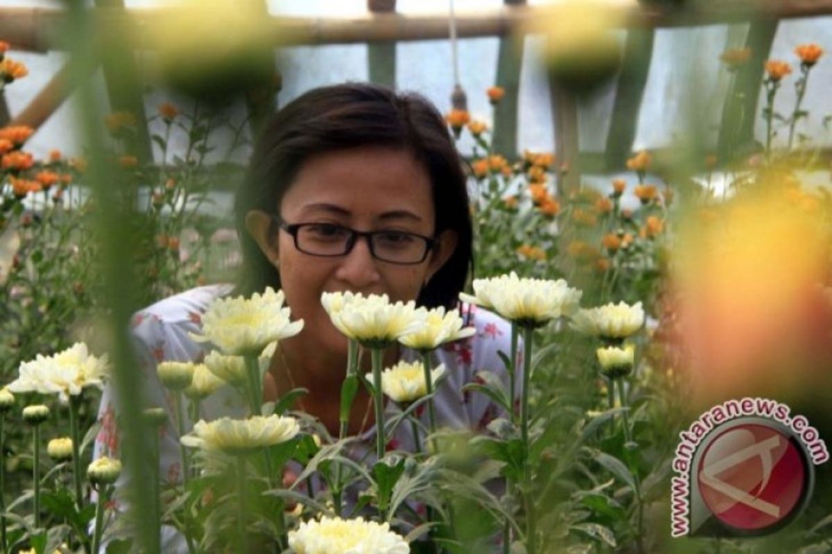 Kementan latih petani budidaya Krisan berbasis 'Good Agriculture Practices'