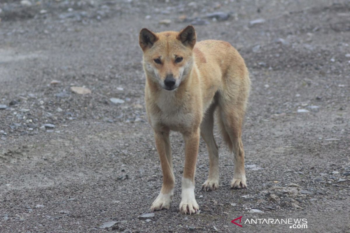 Freeport dukung Uncen teliti satwa 'anjing bernyanyi' di pegunungan Papua