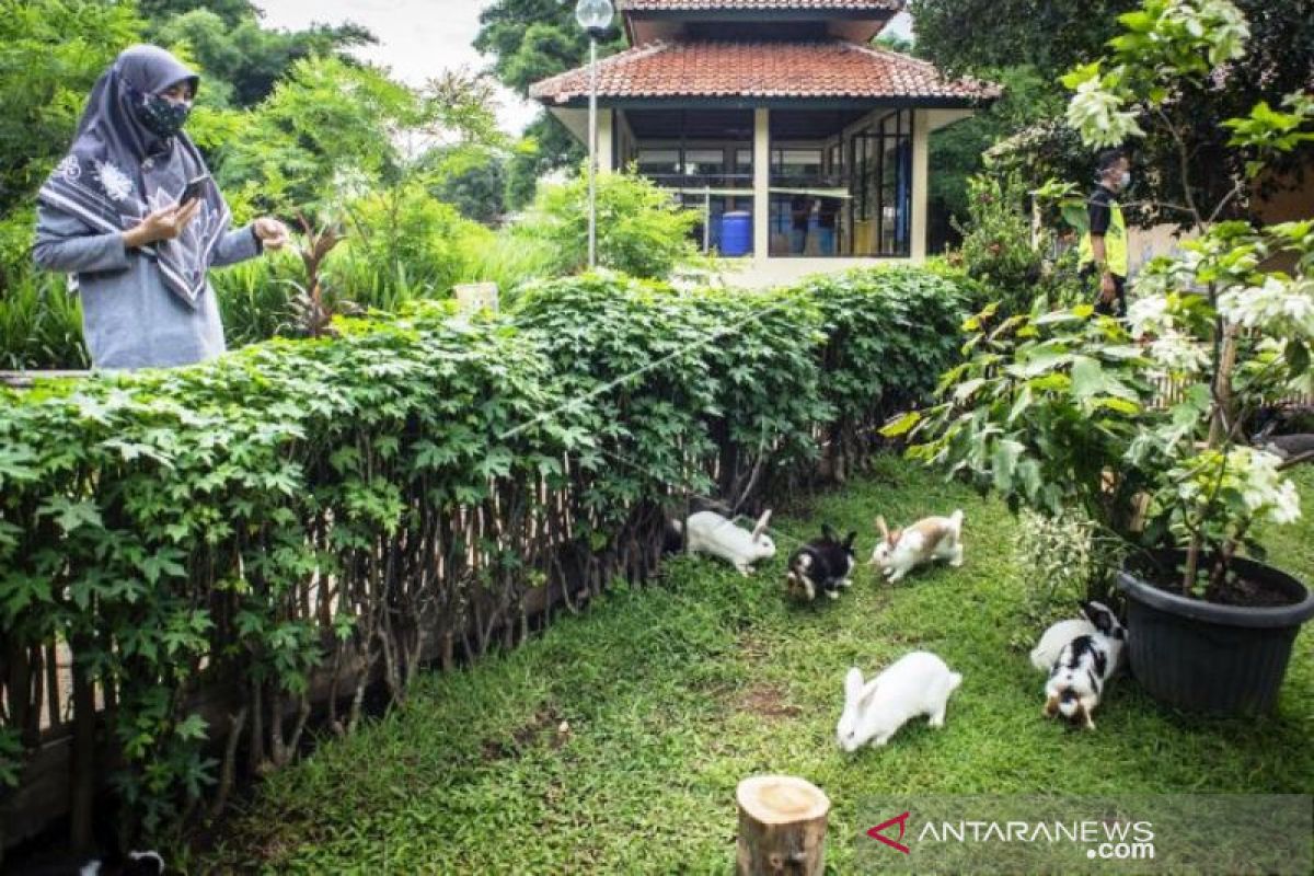 Taman Kelinci Bambu Apus