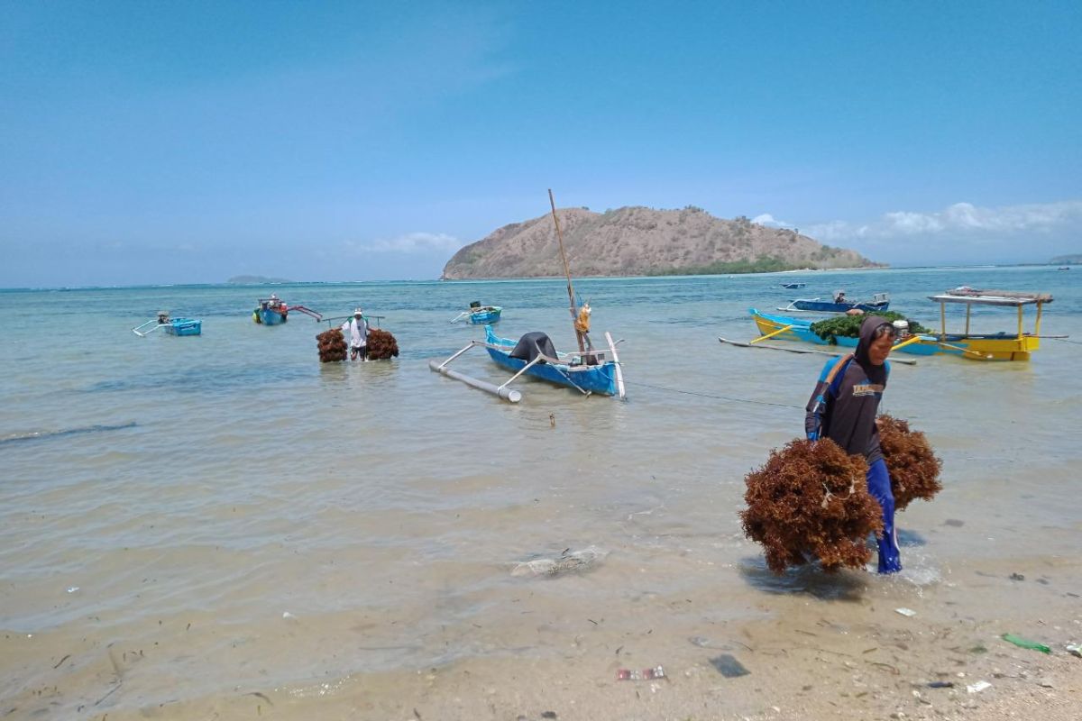 PLN salurkan bantuan sarana budi daya rumput laut kepada nelayan di KSB