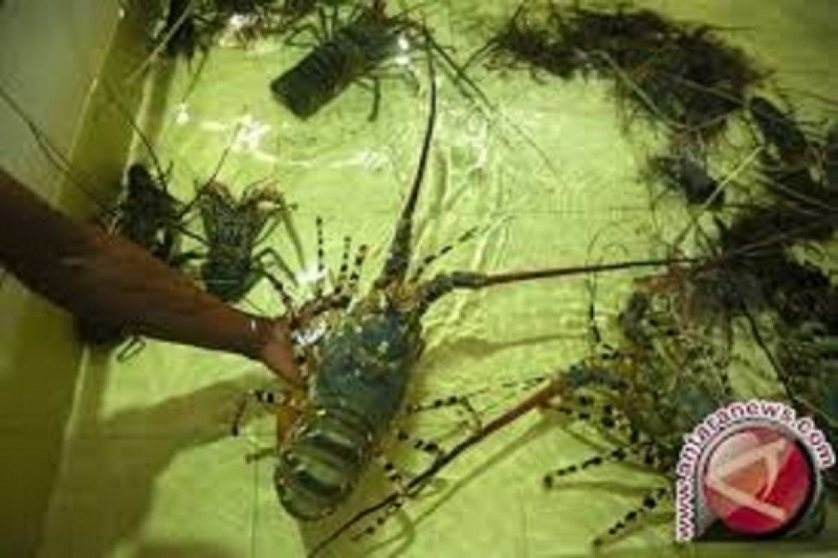 Pengambilan lobster tidak ramah lingkungan dapat merusak terumbu karang