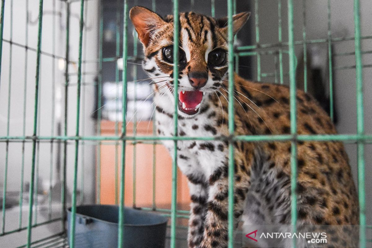 BBKSDA Riau sita musang dan kucing hutan dari tempat hiburan