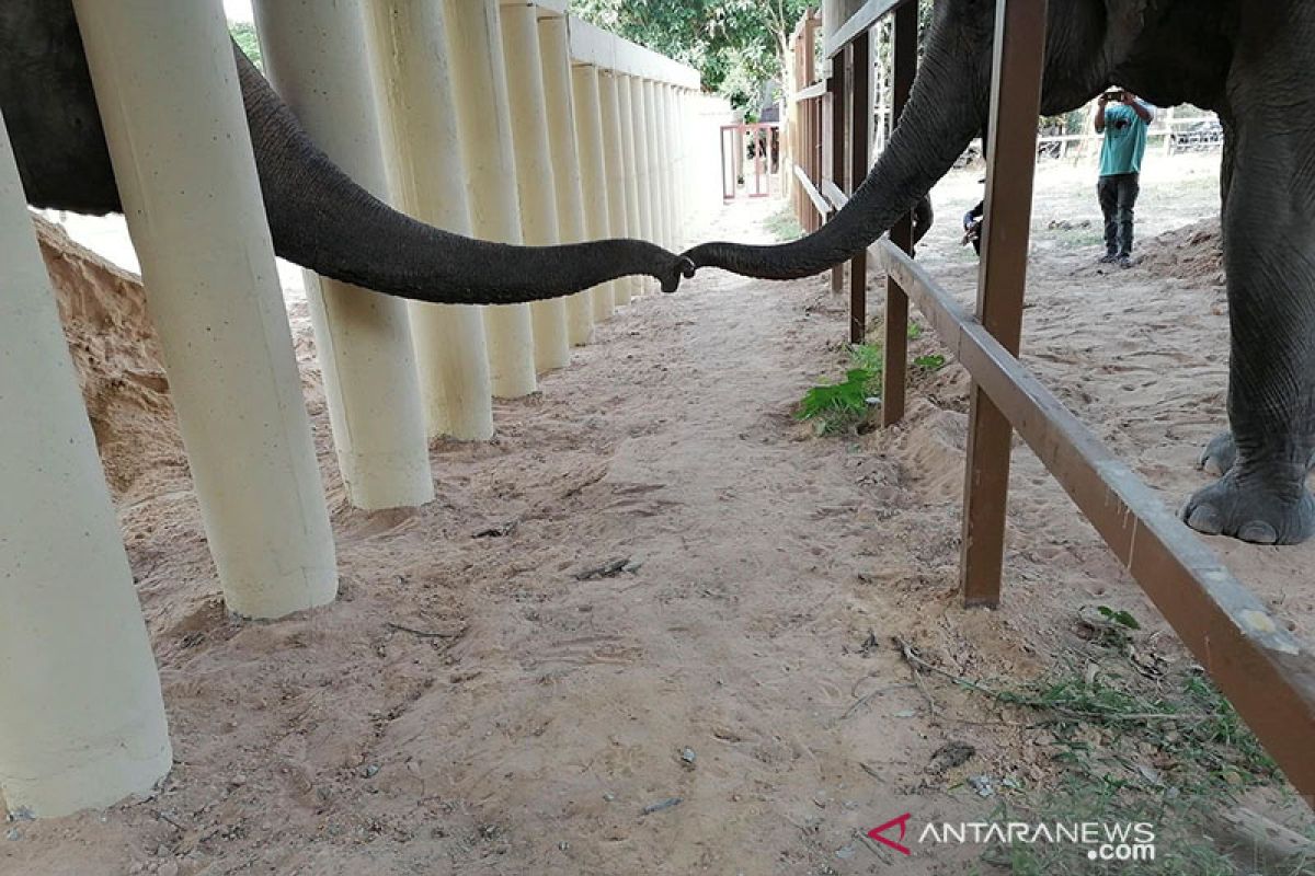 Gajah kesepian ini memulai hidup baru di Kamboja