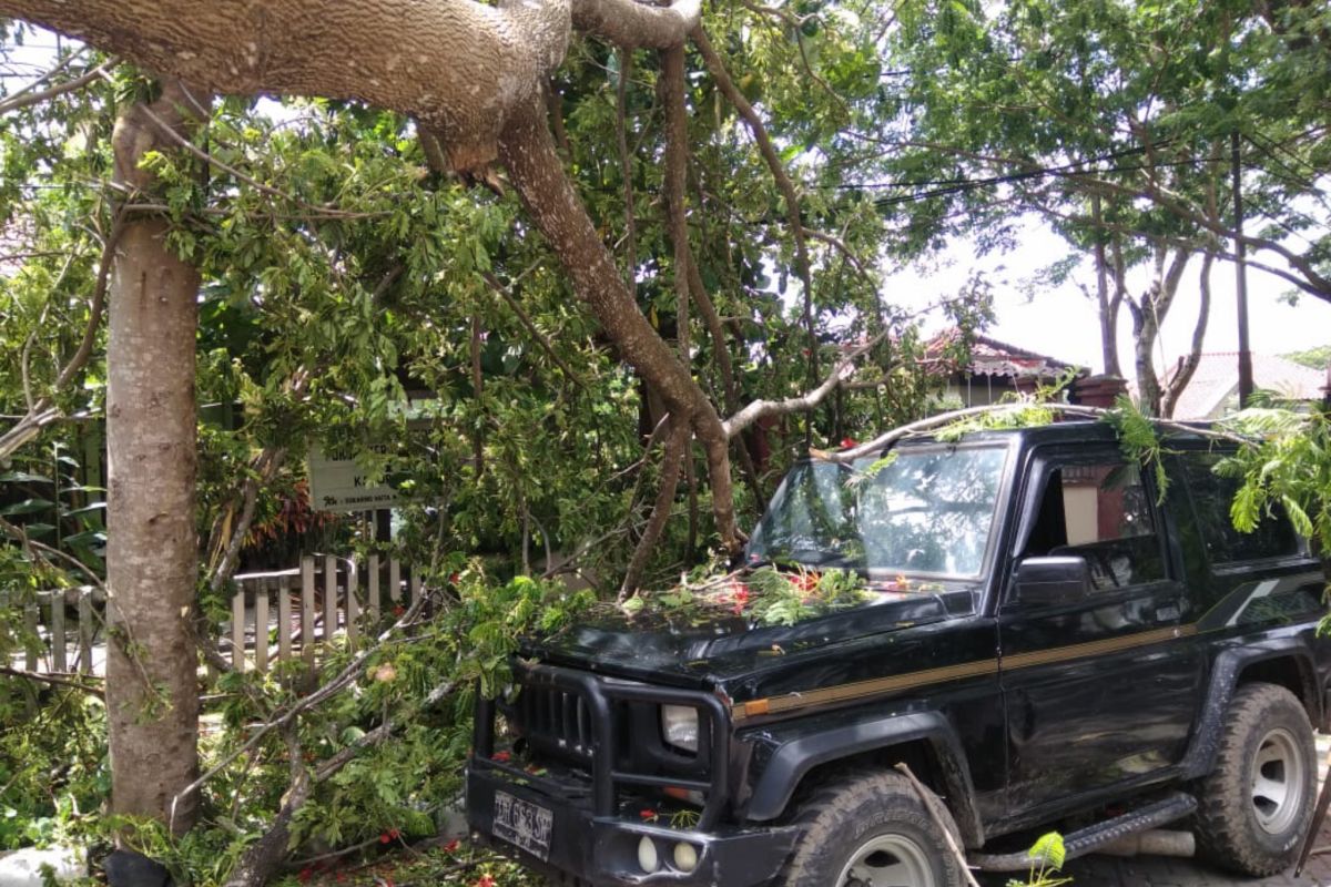 Puluhan pohon di Lombok Tengah tumbang, tiga atap rumah warga disapu angin kencang