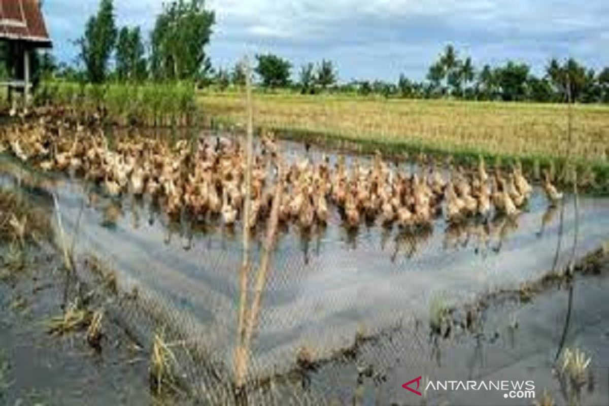 Pulau Makasar di Baubau disiapkan jadi sentra peternakan itik