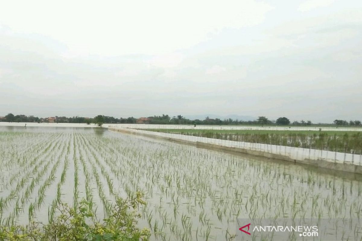 1.718 hektare tanaman padi di Kudus terendam banjir