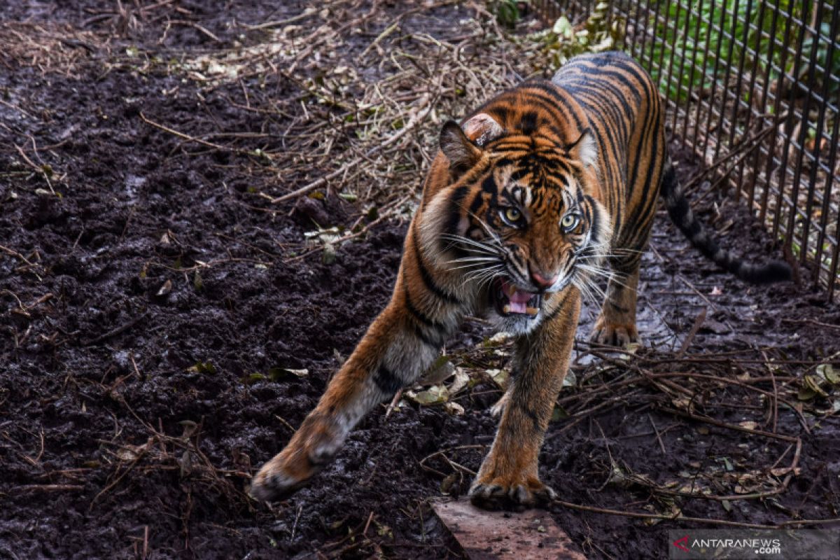 Auumm..Harimau Corina dilepasliarkan di Semenanjung Kampar