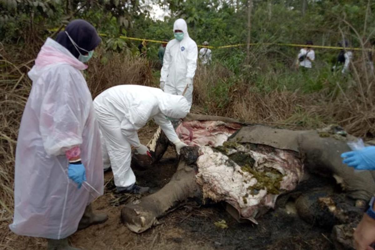 BKSDA: Konflik gajah dengan manusia masih tinggi