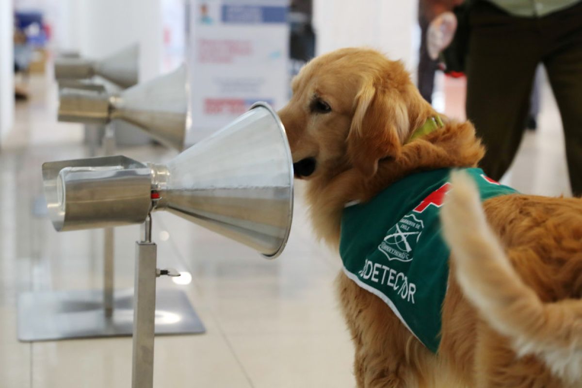 Anjing Golden Retriever dan Labrador punya akurasi tinggi deteksi COVID-19