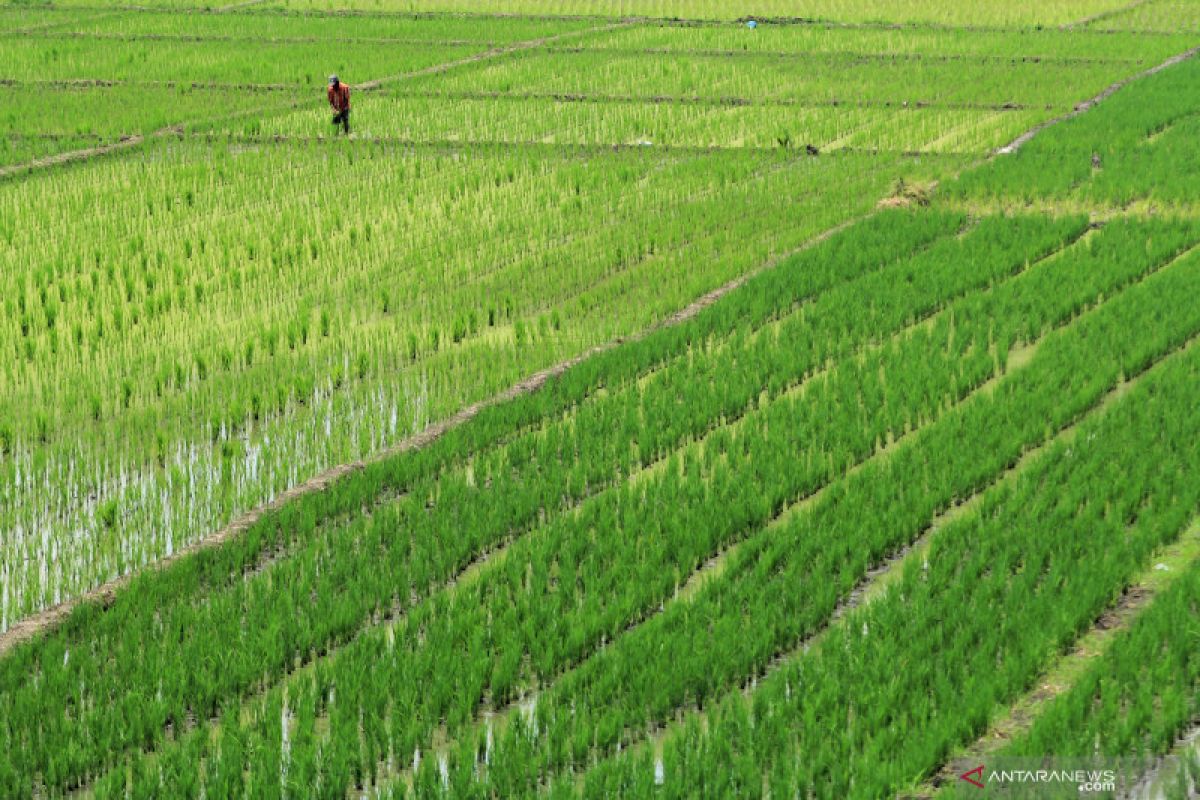 BRIN kembangkan teknologi biostimulan dalam meningkatkan hasil pertanian