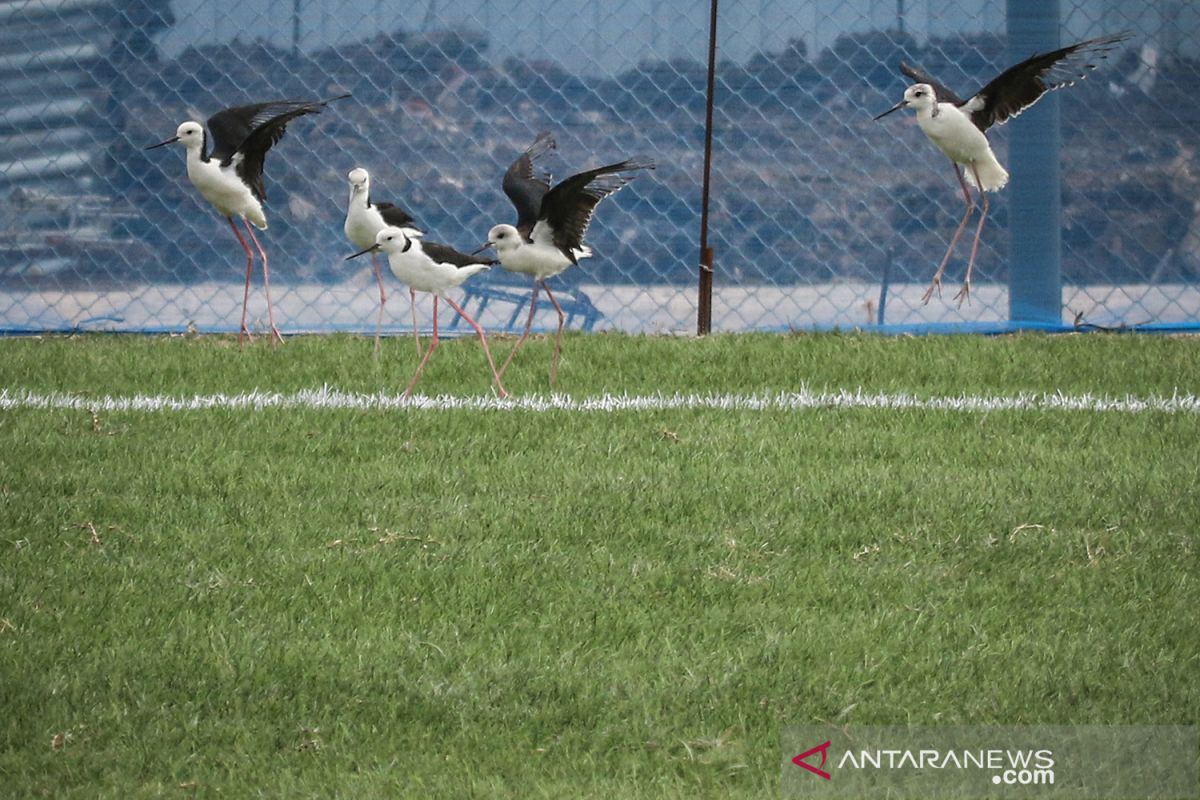 Burung Kaki Bayam ditugasi rawat Lapangan Latih JIS