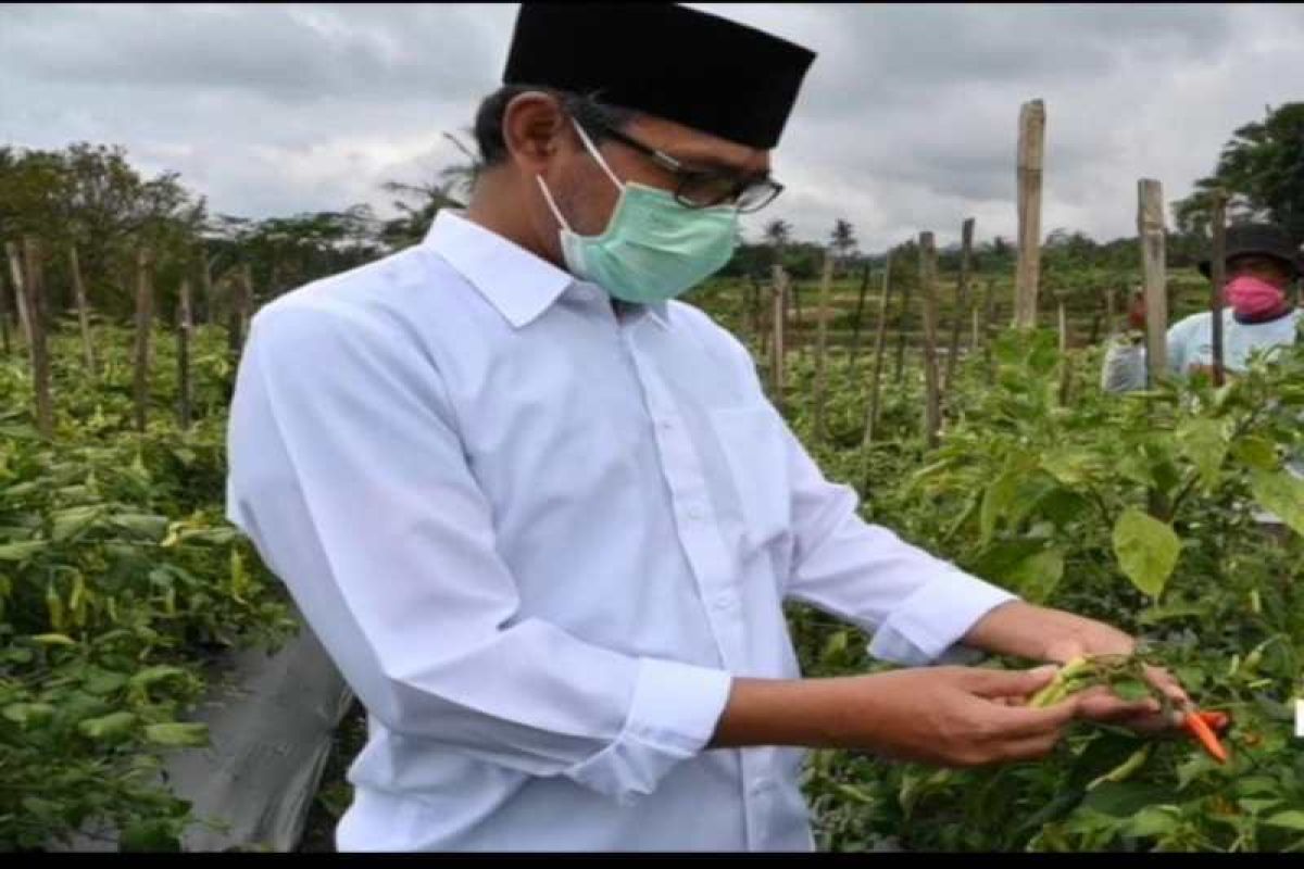 Masyarakat diminta tidak khawatir konsumsi cabai asal Temanggung