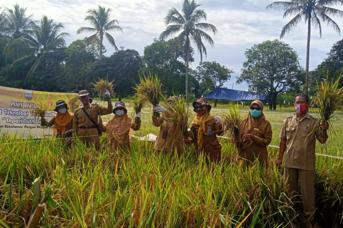 Mengatasi Stunting dengan Padi Varietas Baru