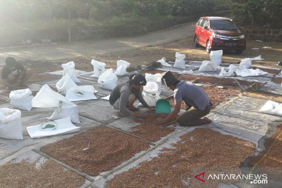 Petani tetap produksi pangan dan tangguh di tengah krisis kesehatan