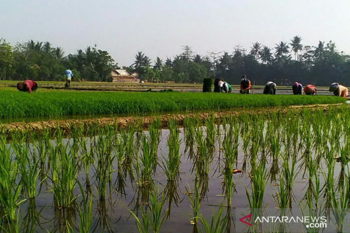 Petani, pahlawan pangan yang tak mengenal "WFH" saat pandemi