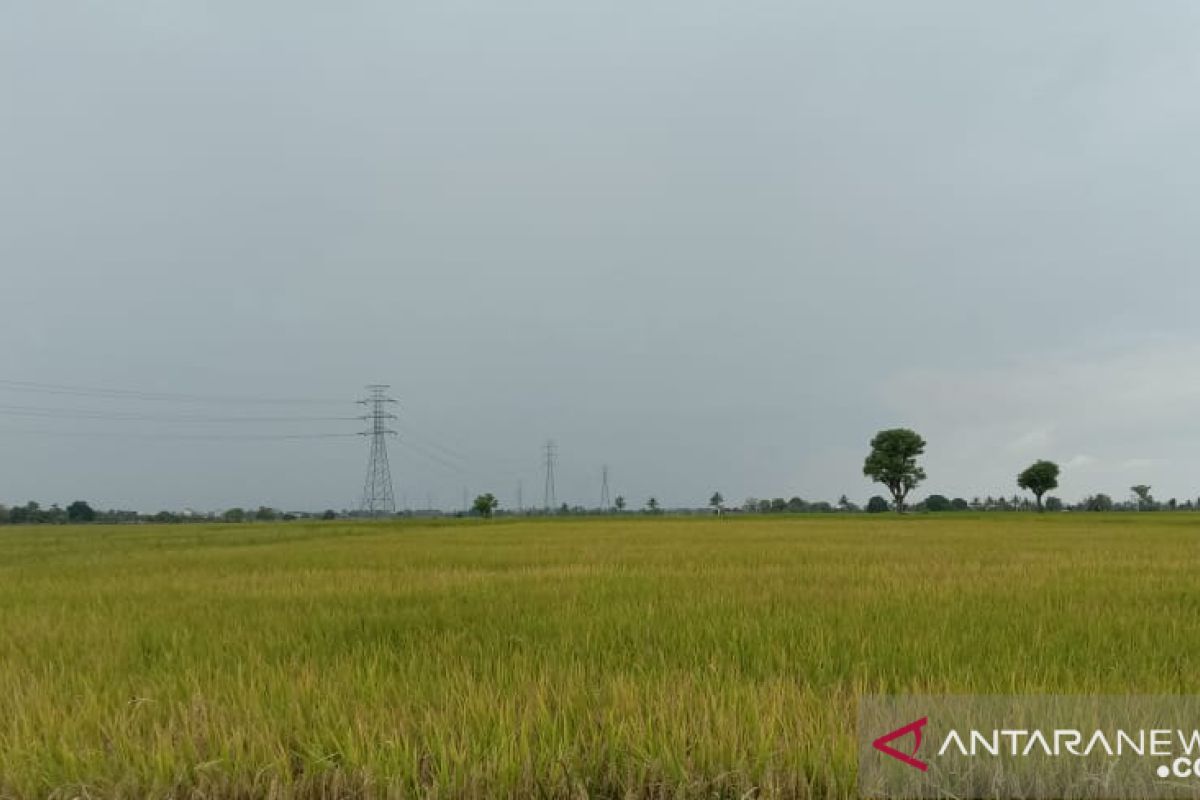 Petani jadi "striker" bagi semua sektor melawan pandemi COVID-19