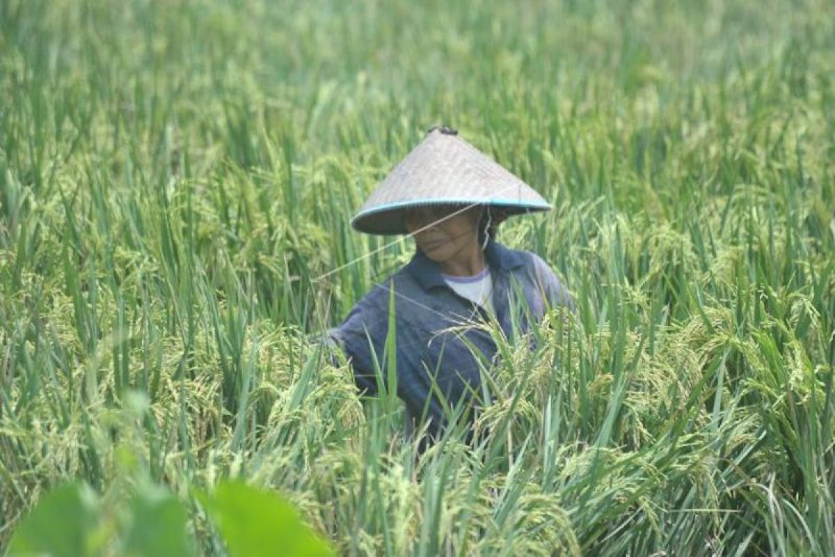 Harga gabah anjlok di  Sumatera Selatan