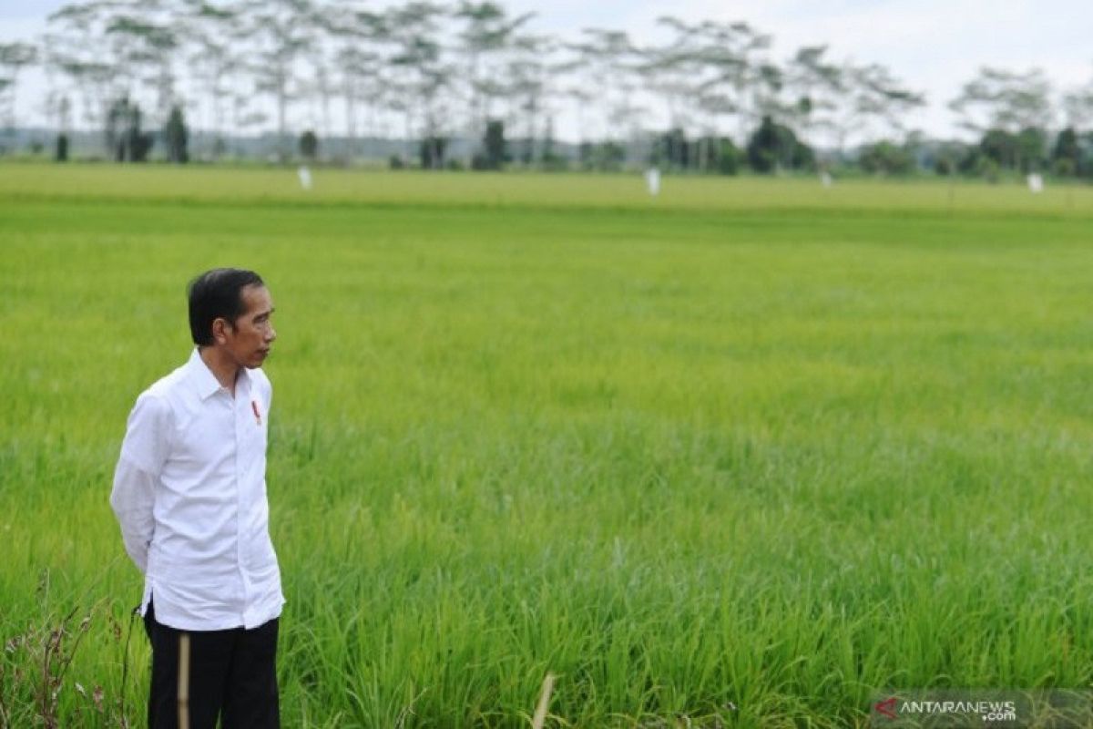 Presiden Joko Widodo: Pembangunan pertanian harus dilakukan dalam skala yang luas