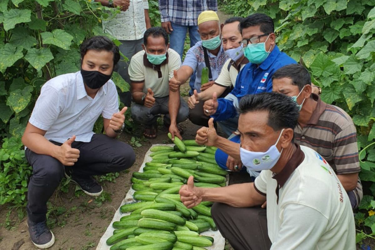 PT CPI - BRGM produktifkan lahan gambut tanpa bakar