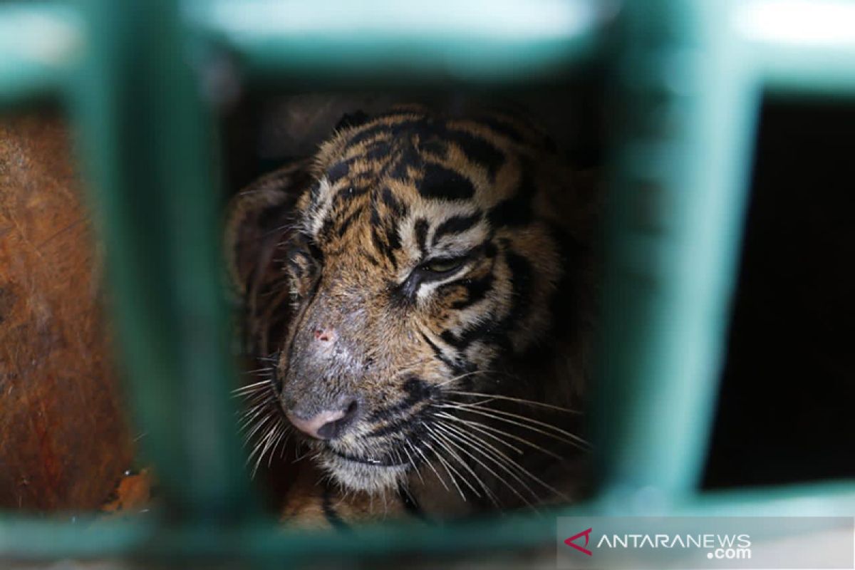 Seekor harimau sumatera dilaporkan memangsa ternak warga di Aceh Timur