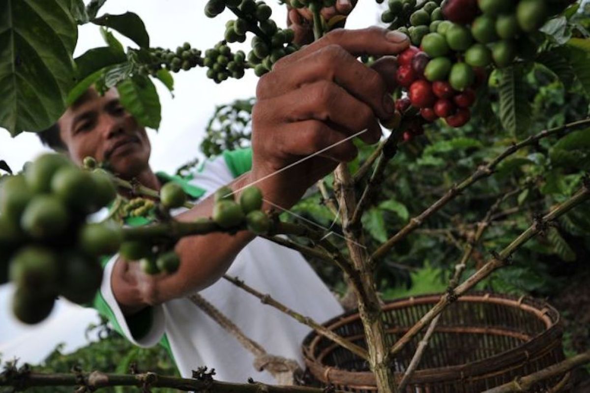 Sumatera Selatan bangun pabrik pengolahan kopi, munculkan brand dan tingkatkan PAD