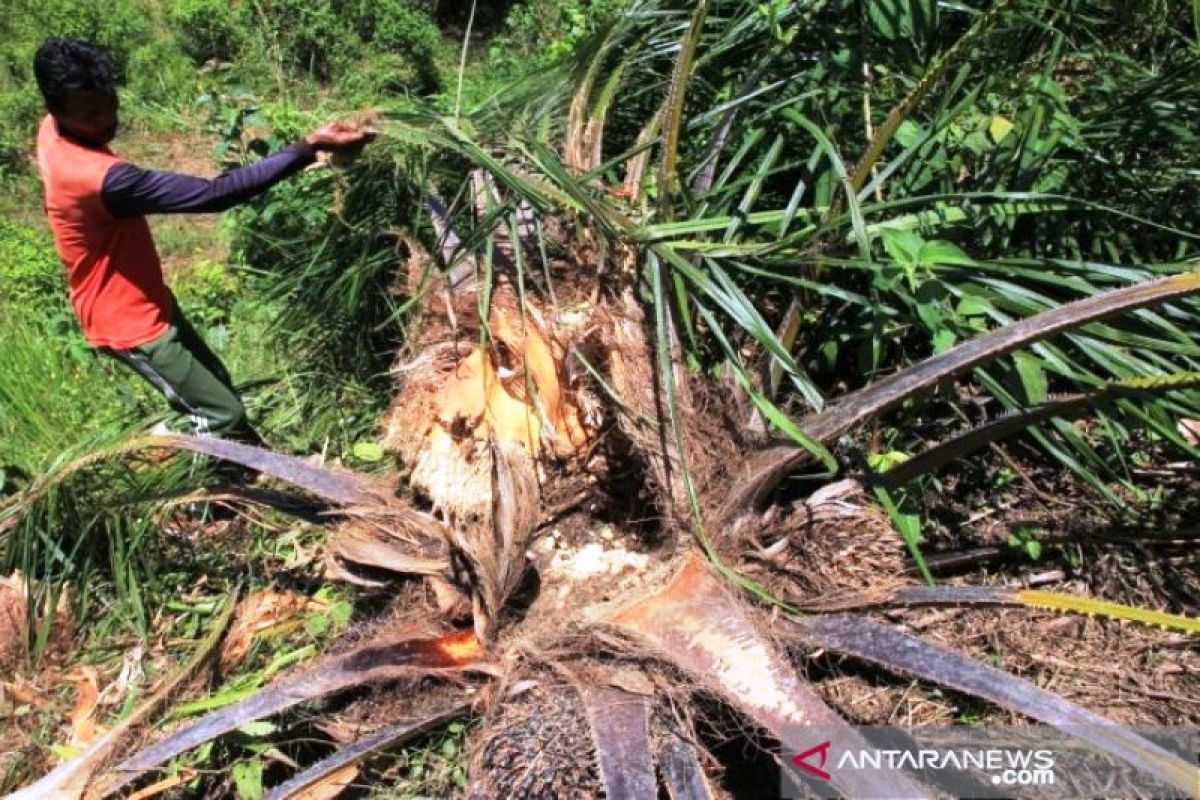 Gajah hancurkan kebun dan rumah warga translok di Nagan Raya Aceh