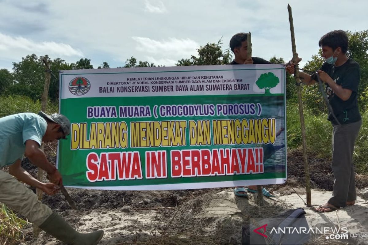 Buaya muara bertelur di kebun sawit warga