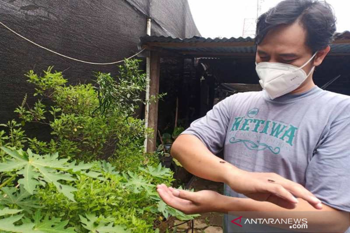 Warga Temanggung kembangkan maggot BSF sebagai pakan ternak alternatif