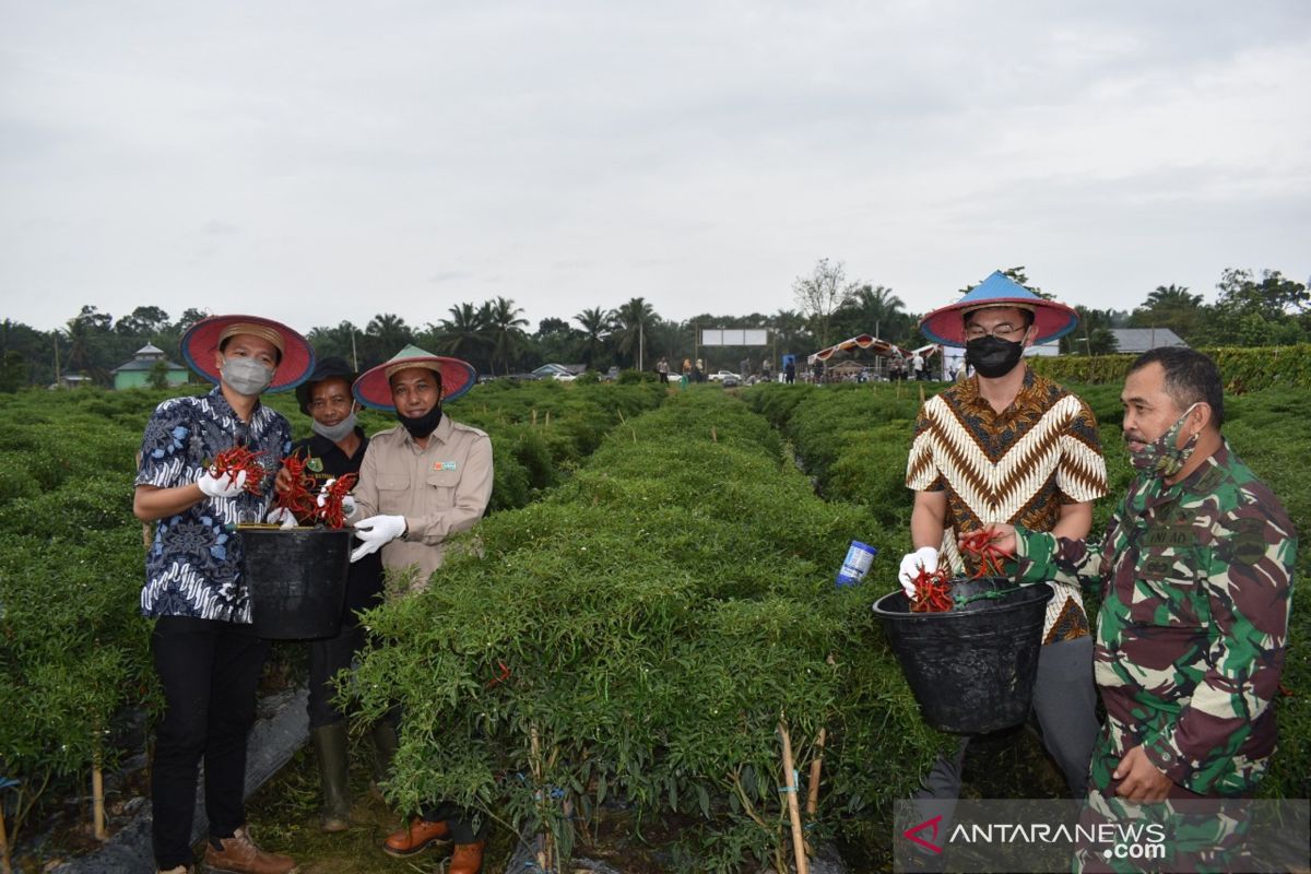 Luar biasa, petani Inhu panen cabe tujuh ton