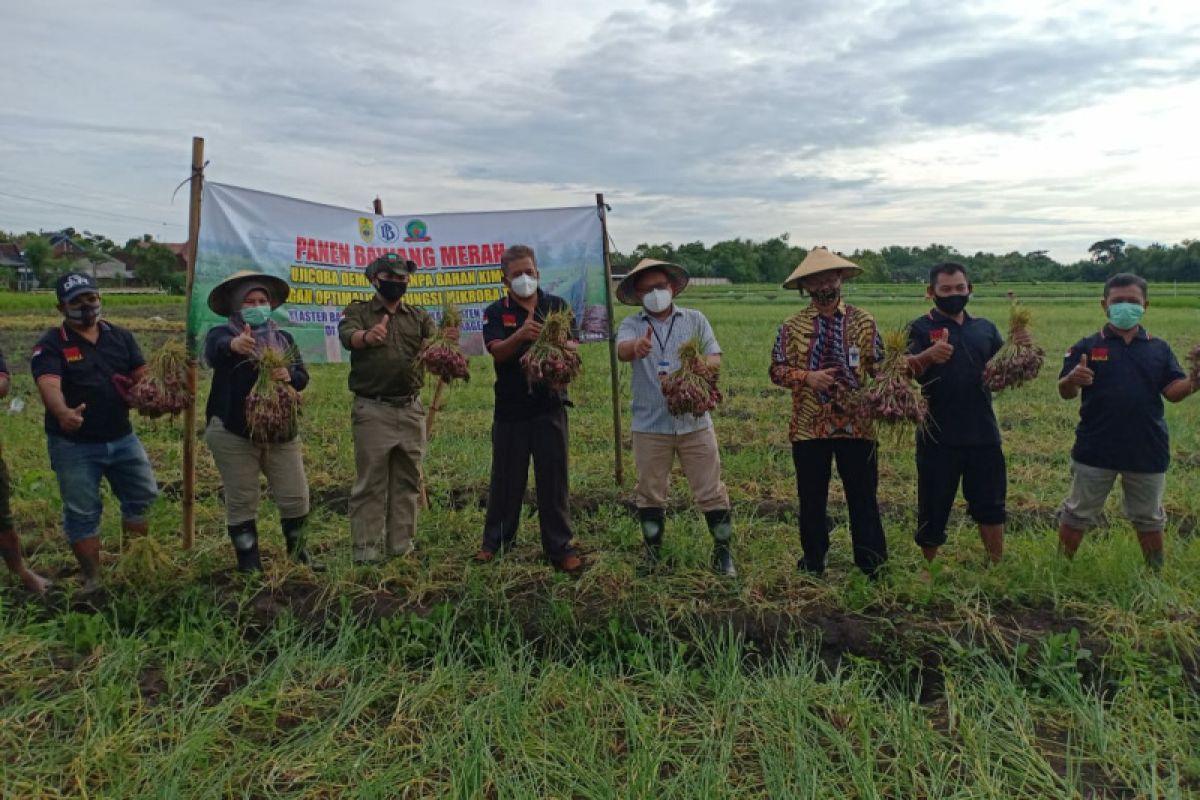 BI Surakarta dorong kemandirian pengadaan bibit di klaster bawang merah