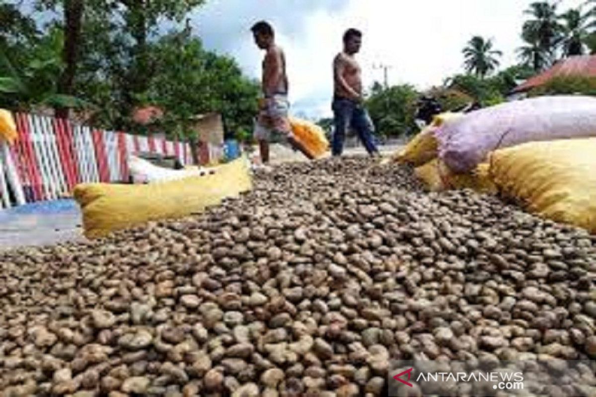 Petani mete di Muna masih dihantui tengkulak jelang panen