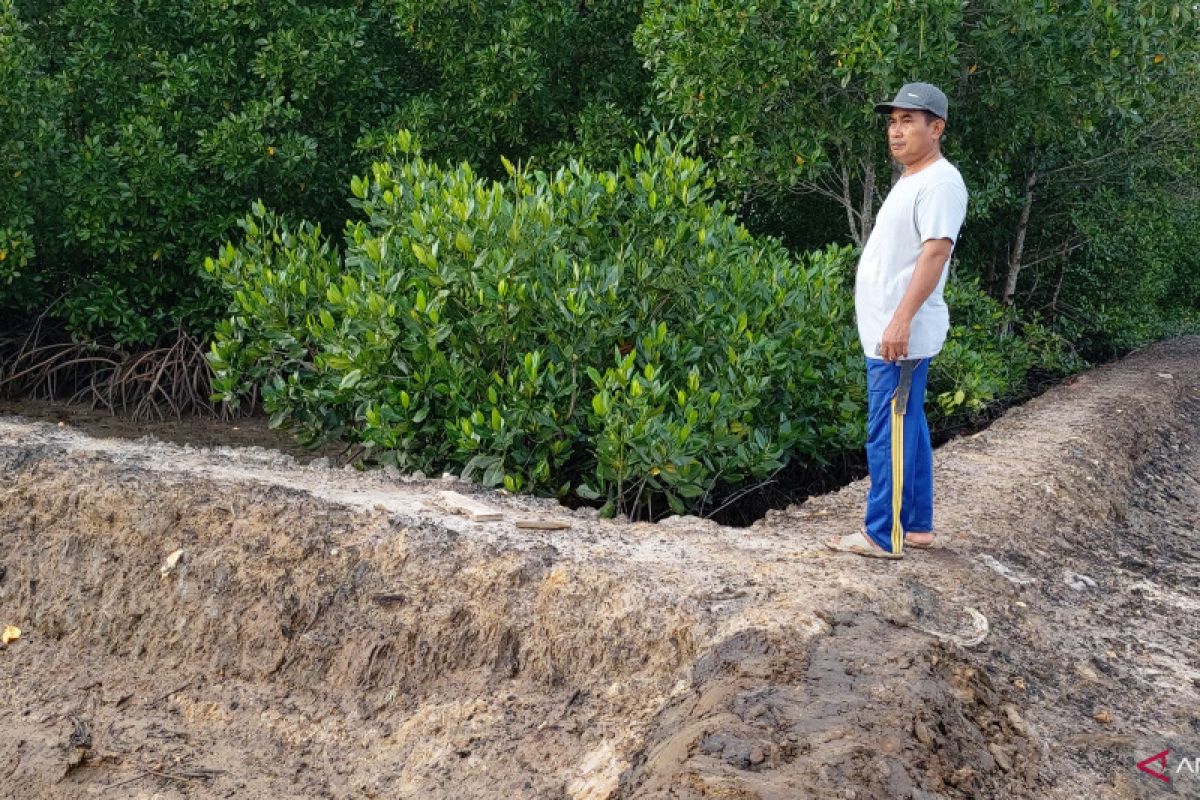 Potensi hutan magrove di Buton Utara mencapai 2.000 hektare