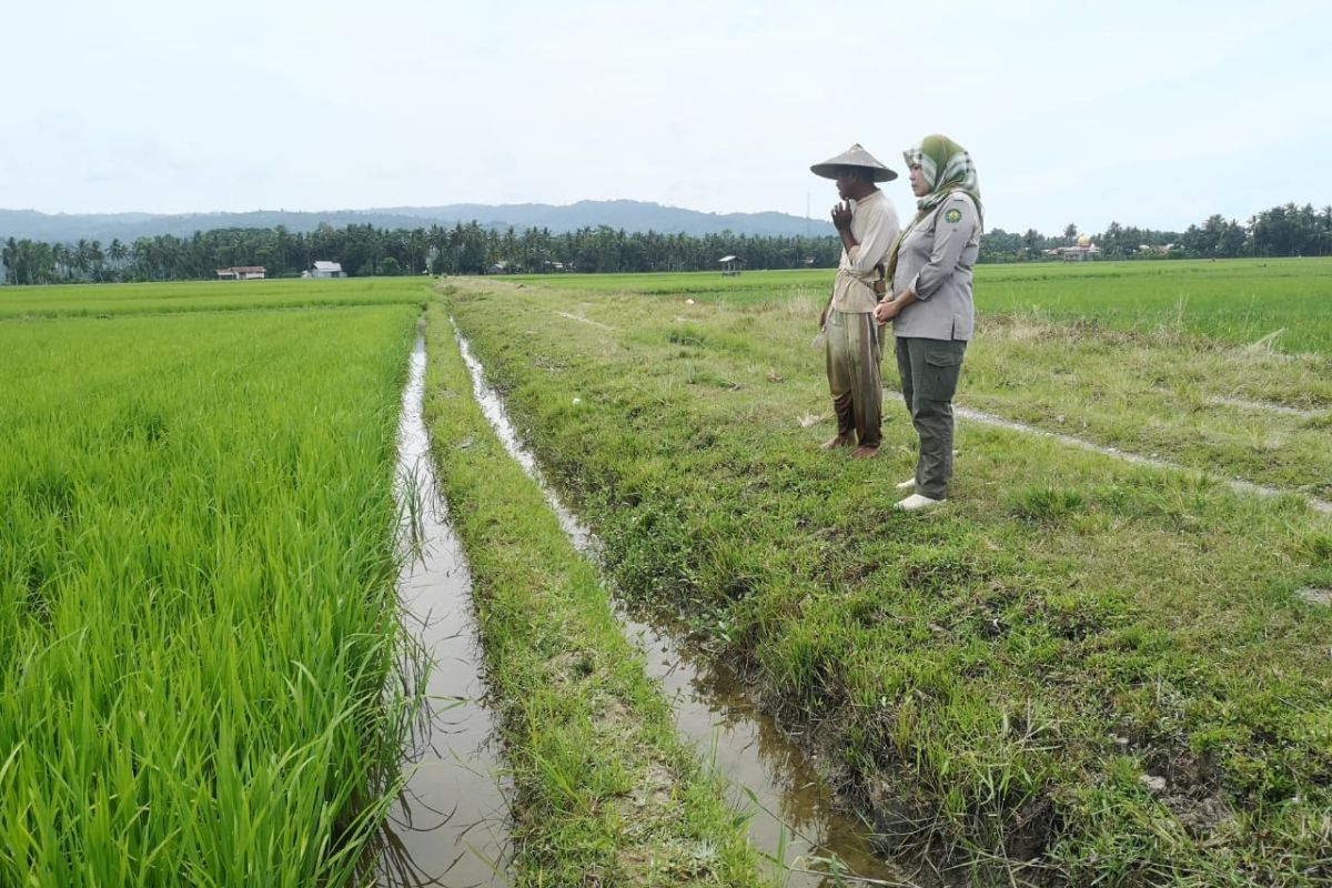 35 hektare sawah warga Samaturu diserang hama