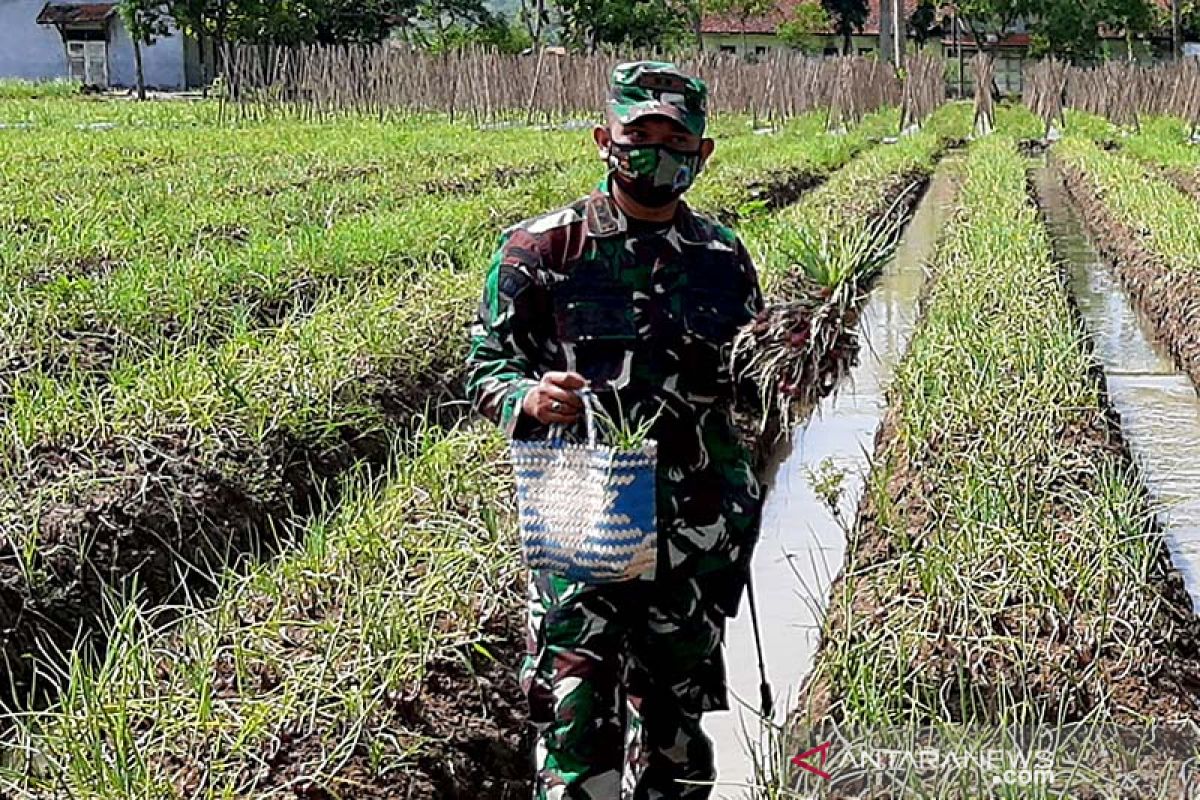 Prajurit Yonif 405/Surya Kusuma panen raya bawang merah