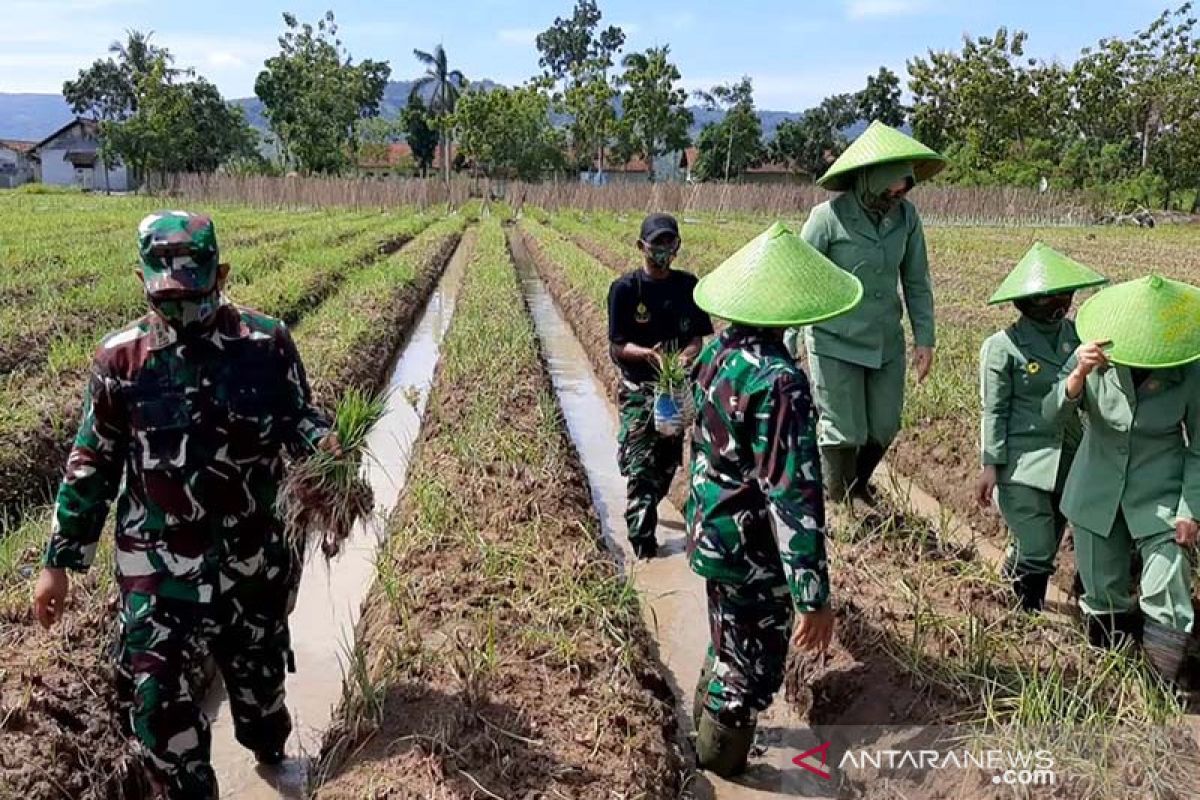 Dandim apresiasi budi daya pertanian prajurit Yonif 405