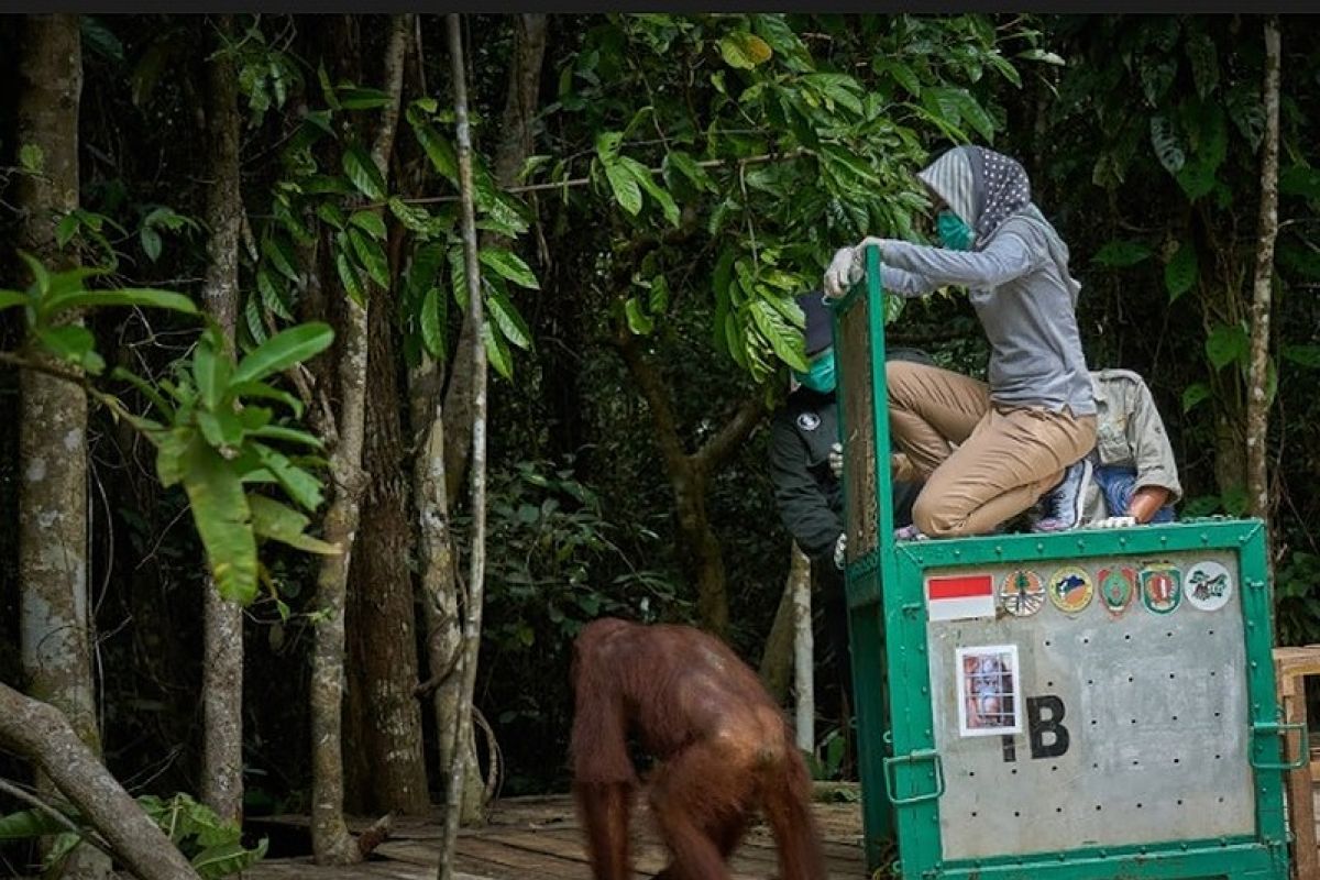 Tiga orangutan betina direlokasi  ke Pulau Salat