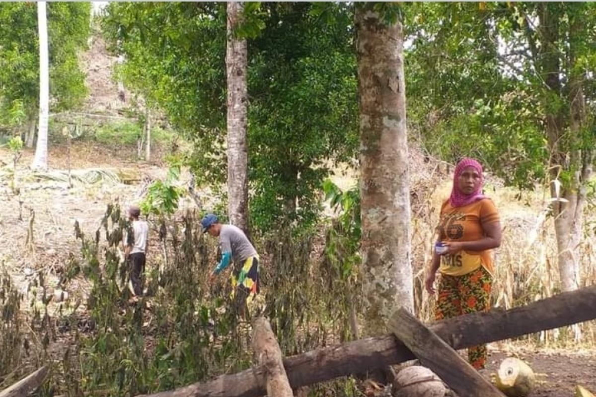 Petani Buol  harap Pemkab bantu hidupkan lahan tidur