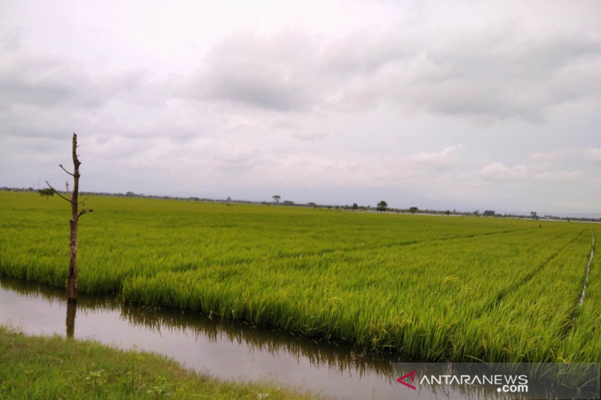 3 3.010 hektare tanaman padi di Kudus tergenang banjir