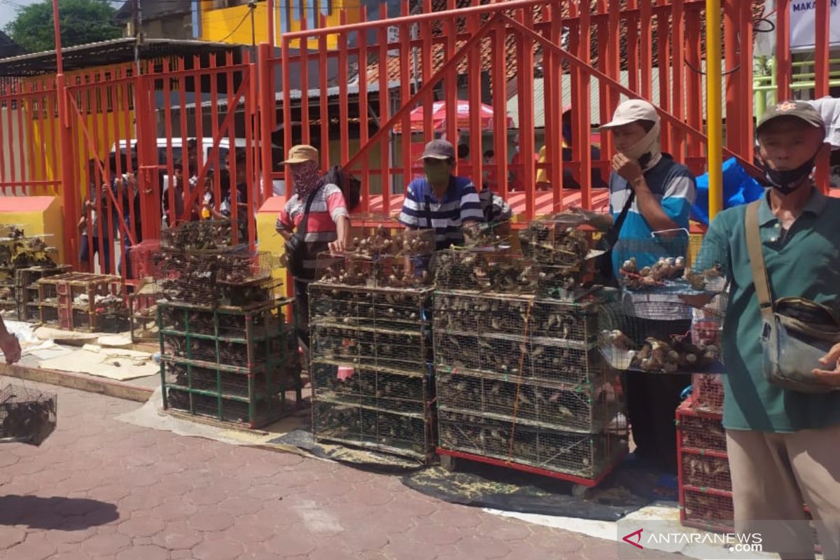 Penjual burung pipit pasrah  omset turun 50 persen saat Imlek